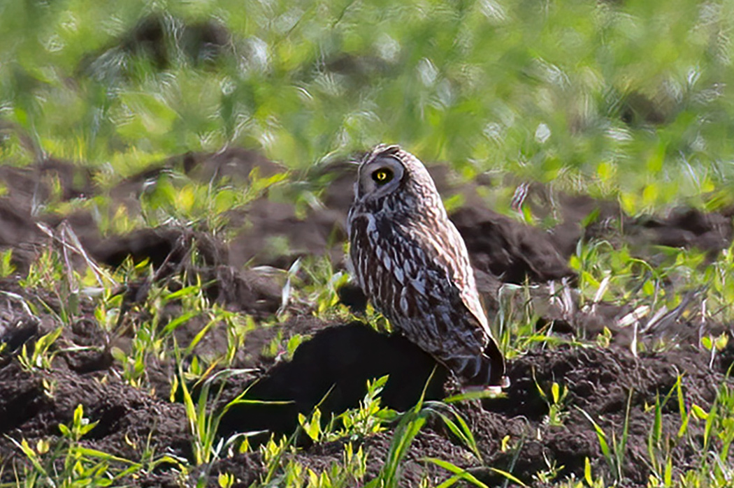 Short-eared Owl