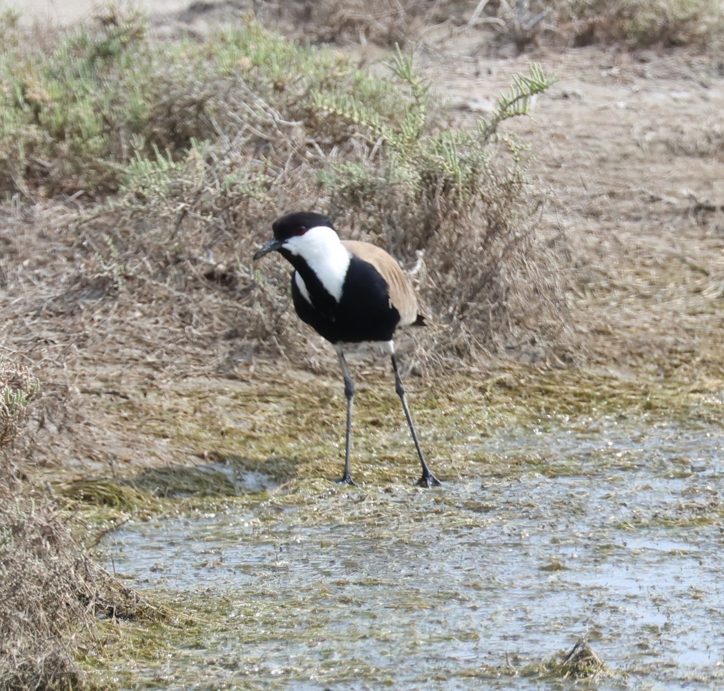 Spur-winged Lapwing
