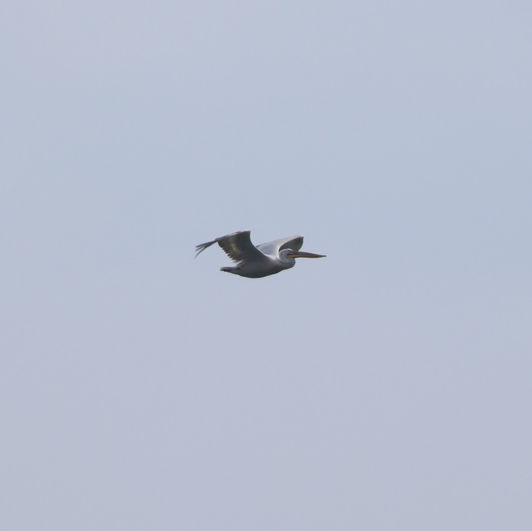 Dalmatian Pelican