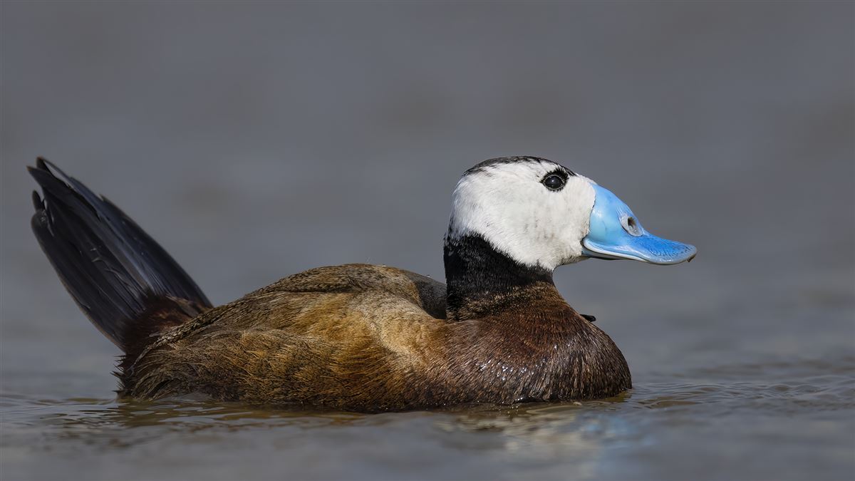 White-headed Duck