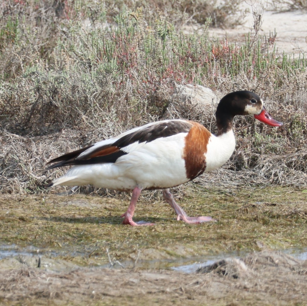 Common Shelduck