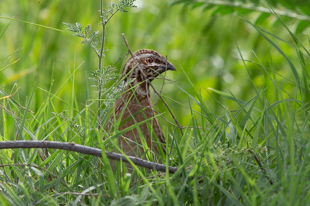 Common Quail
