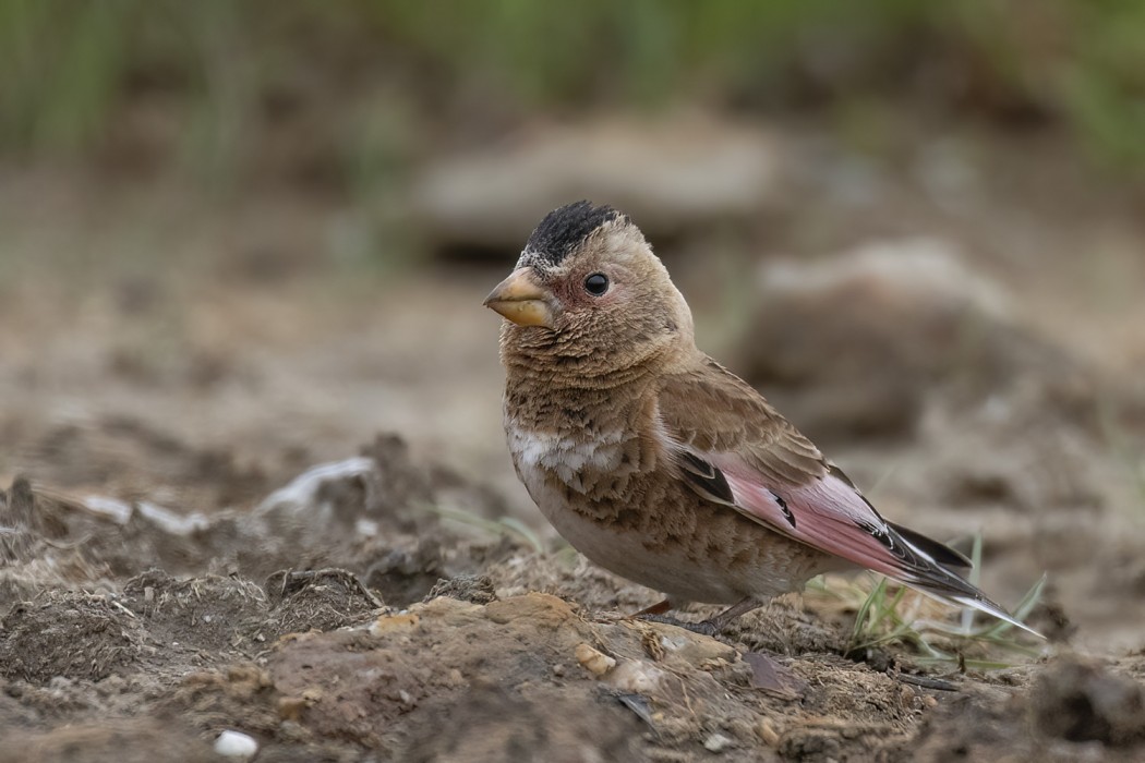 Crimson-winged Finch