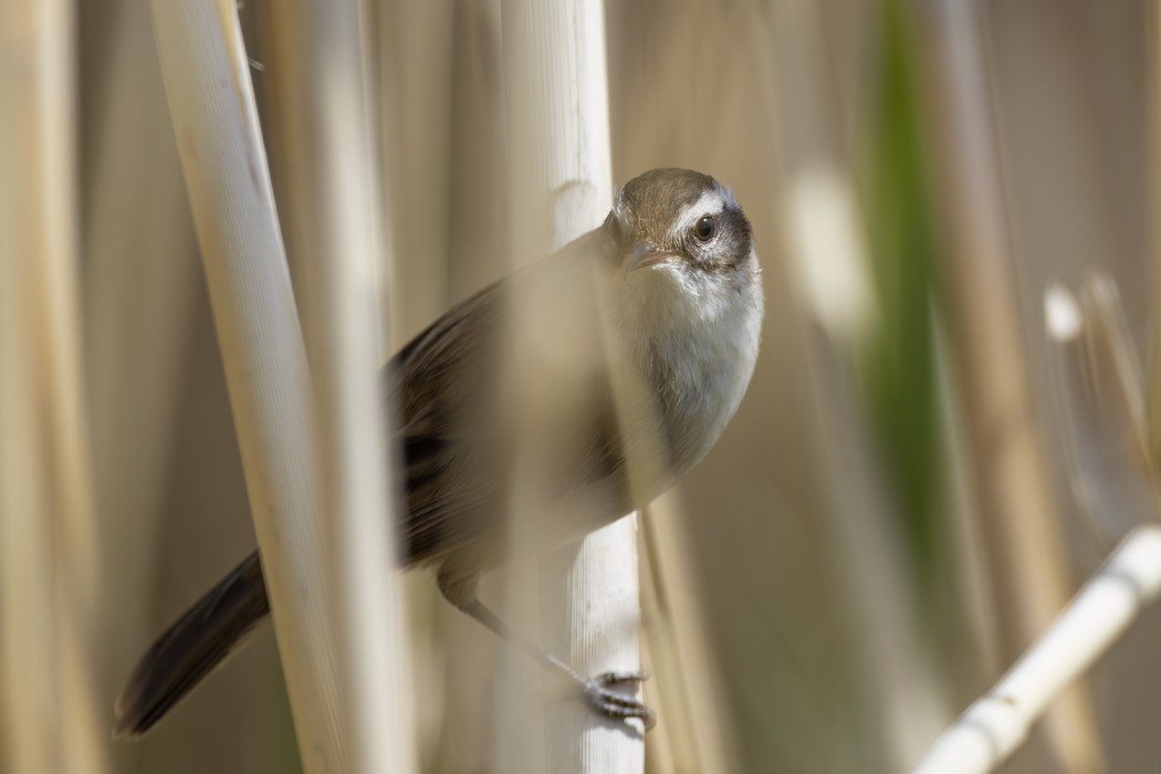 Moustached Warbler