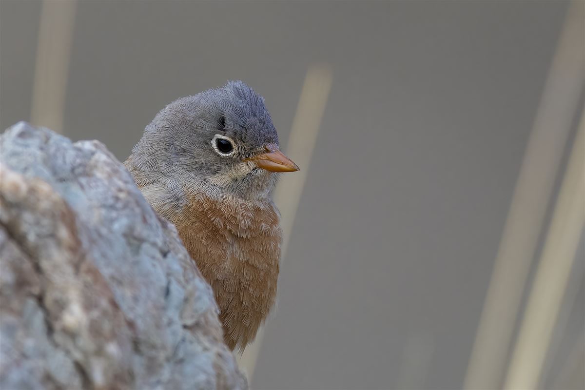 Grey-necked Bunting