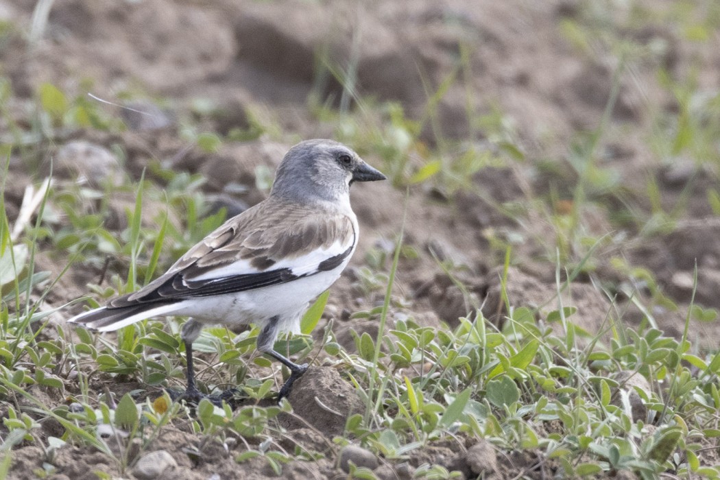 White-winged Snowfinch