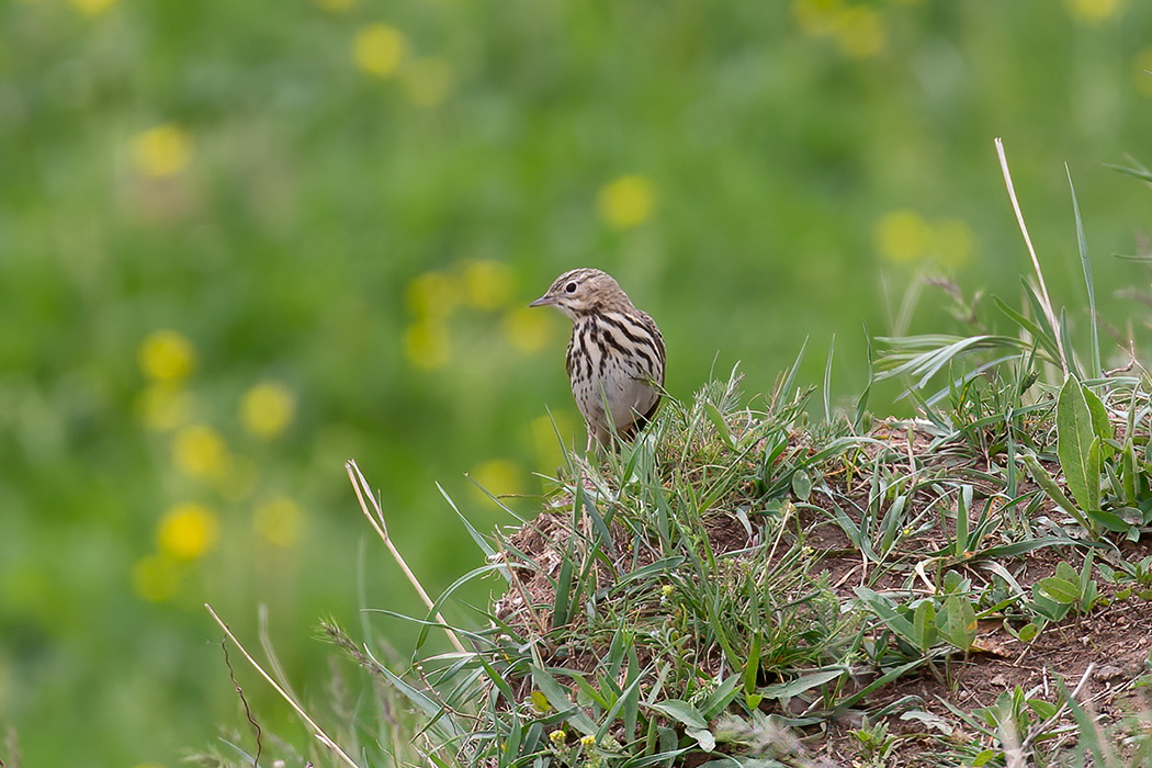 Tree Pipit