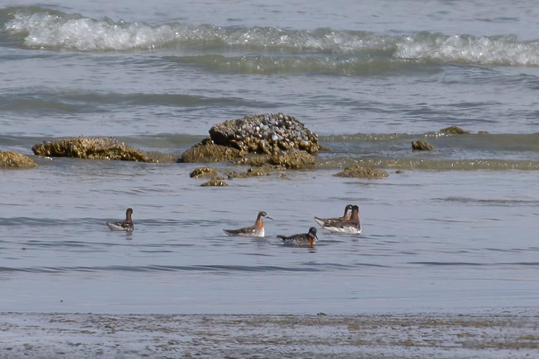 Red-necked Phalarope