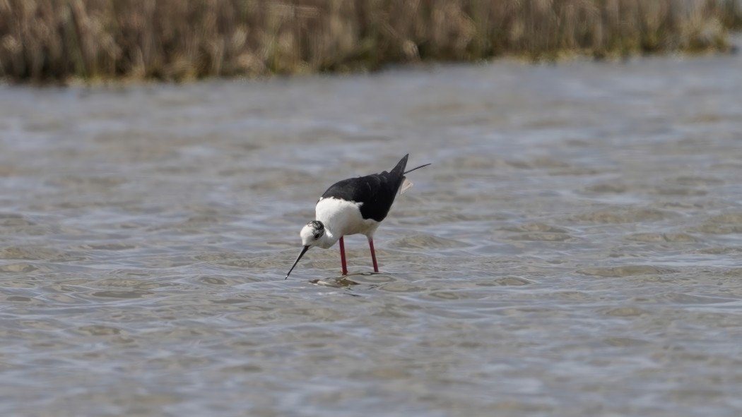 Black-winged Stilt