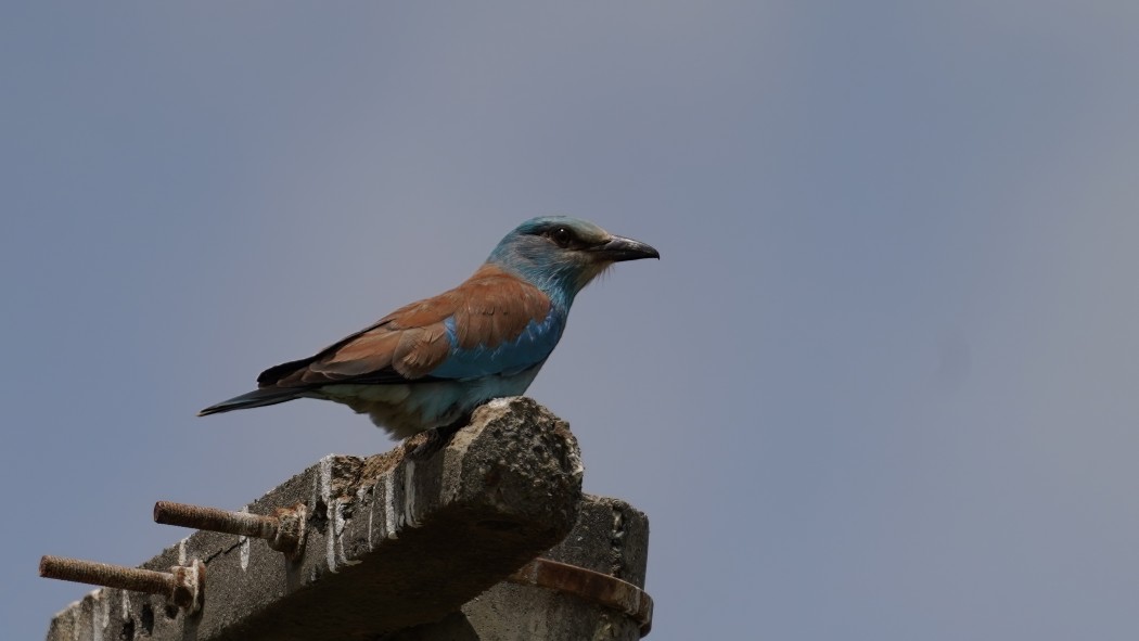 European Roller
