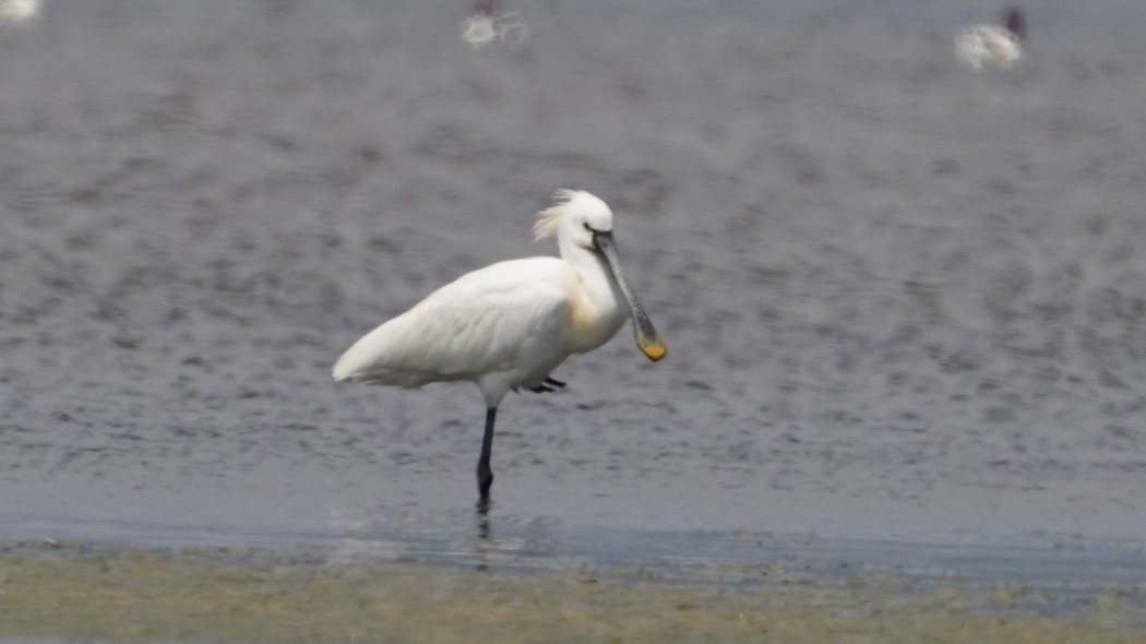 Eurasian Spoonbill