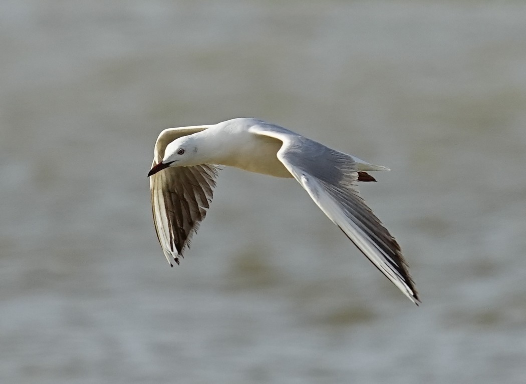 Slender-billed Gull