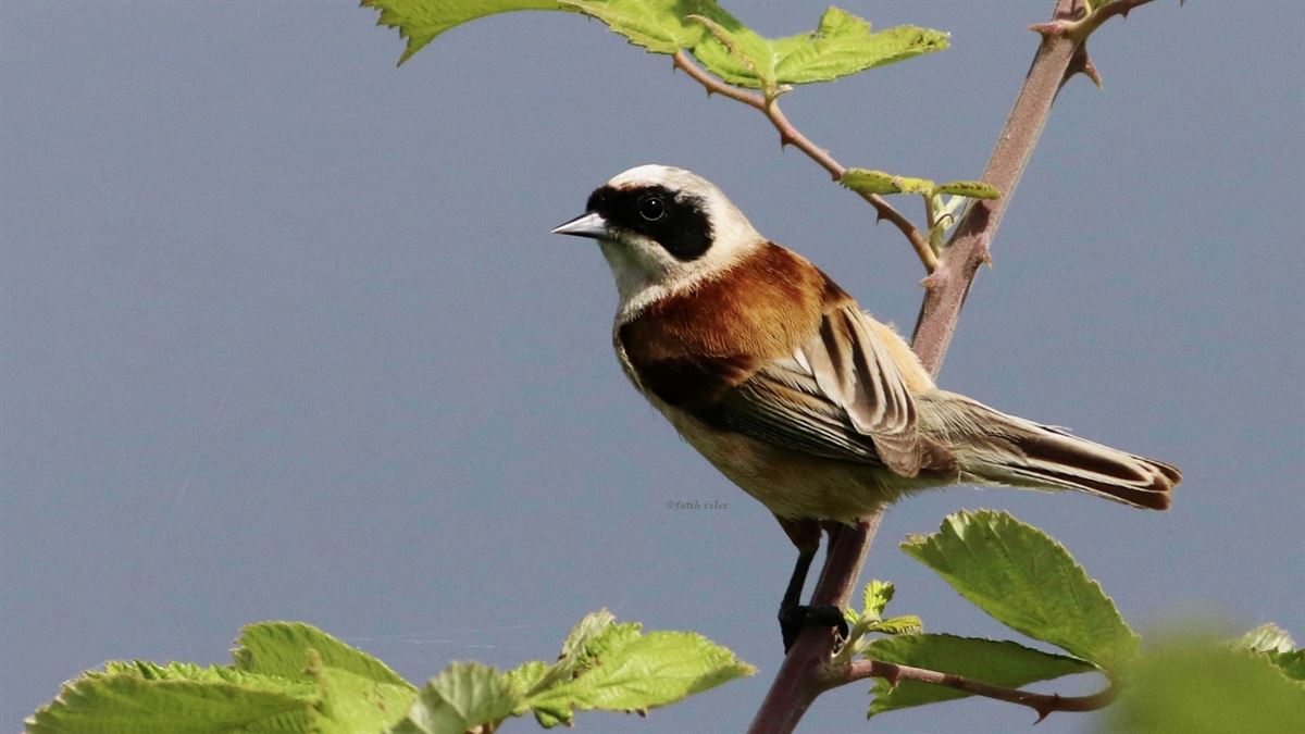 Eurasian Penduline Tit