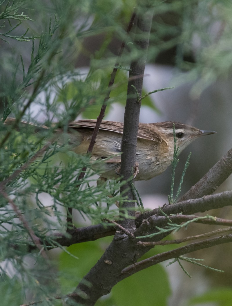 Sedge Warbler