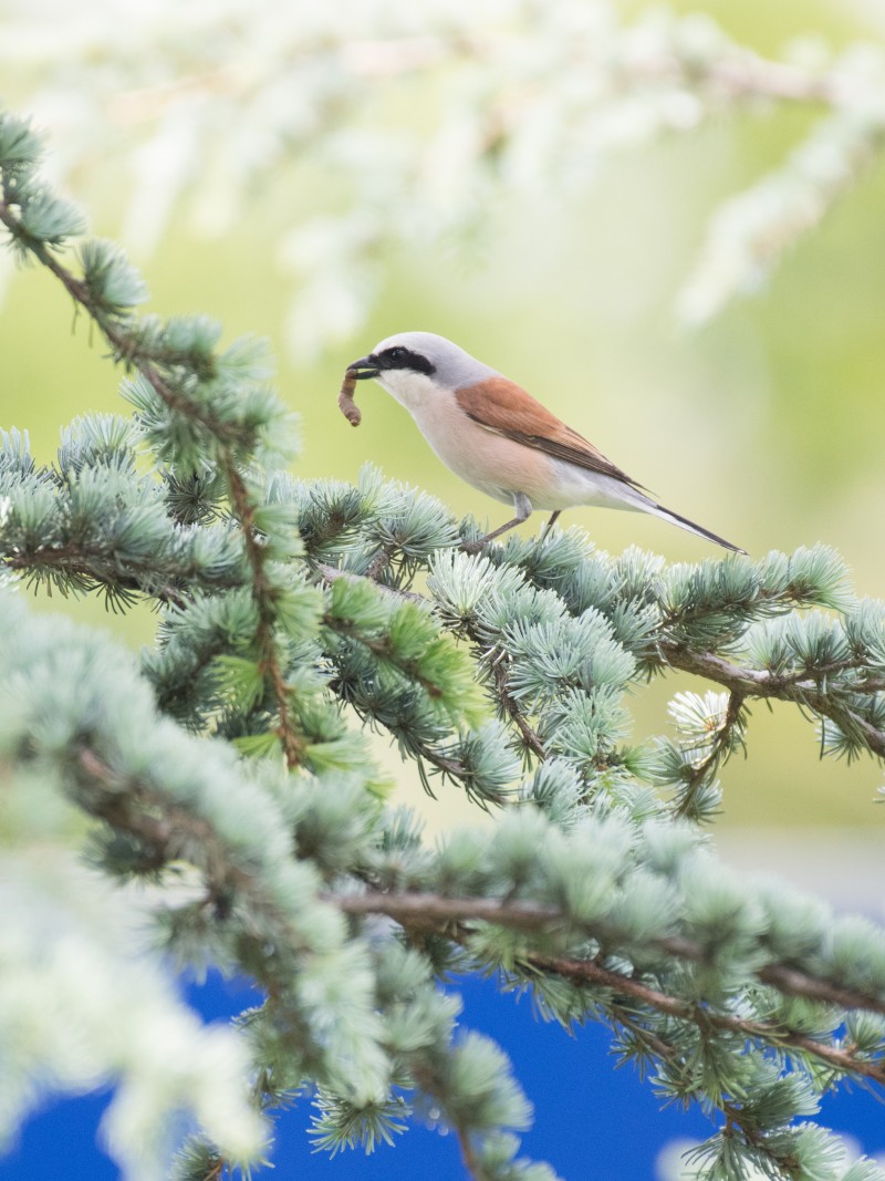Red-backed Shrike