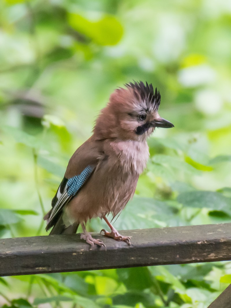 Eurasian Jay
