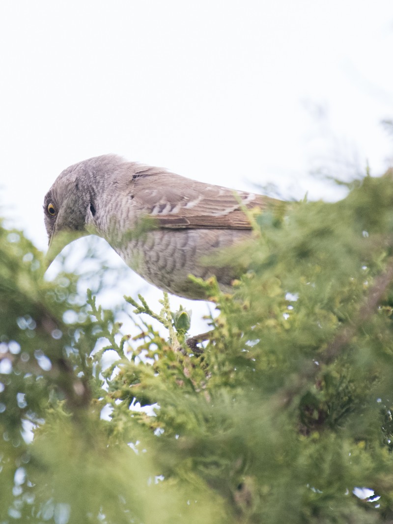 Barred Warbler