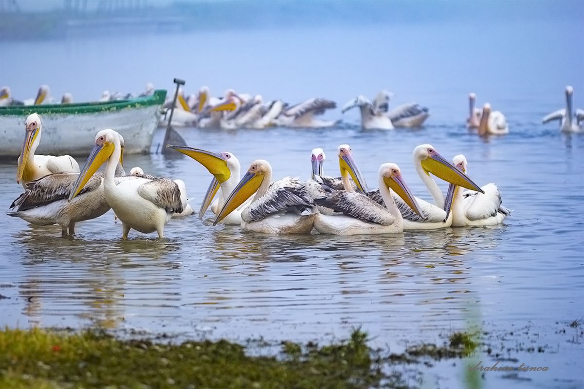 Great White Pelican