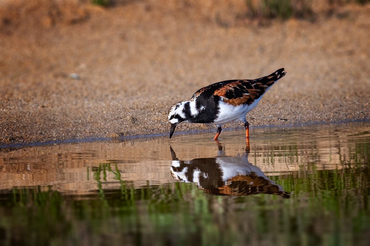 Ruddy Turnstone