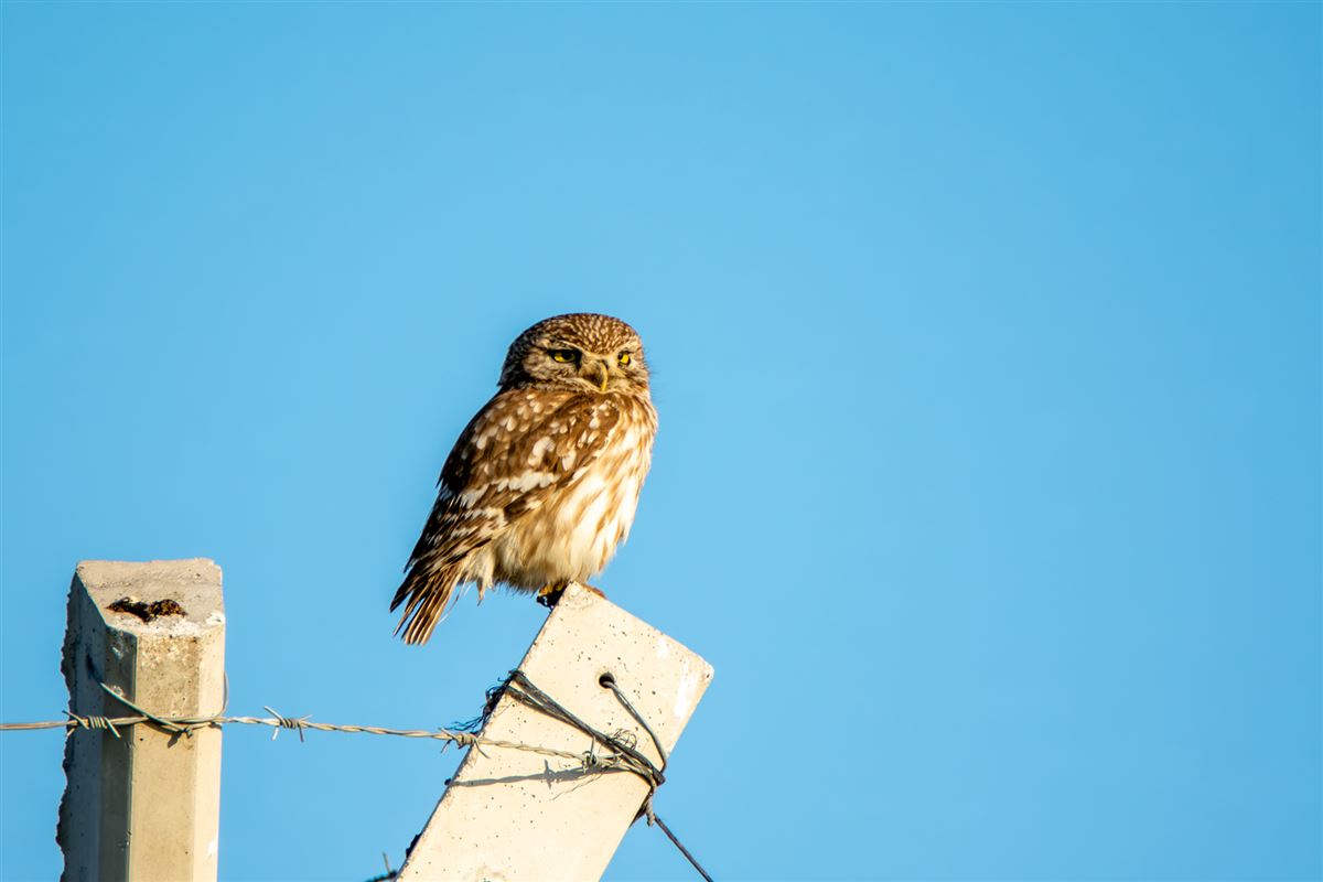 Little Owl