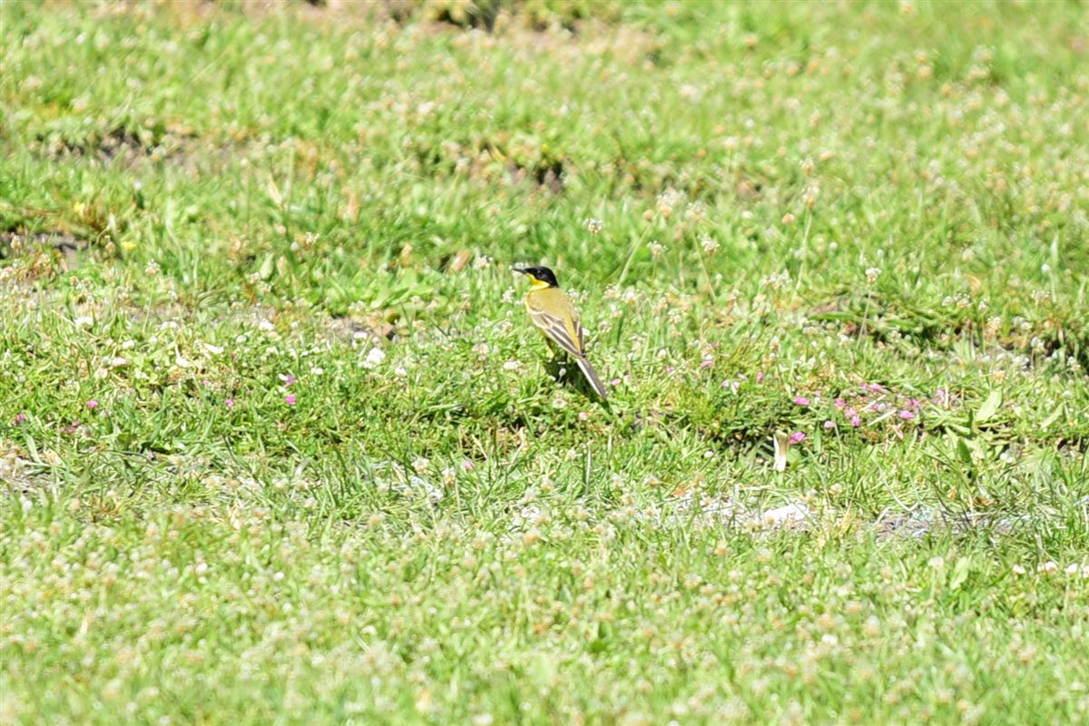 Western Yellow Wagtail