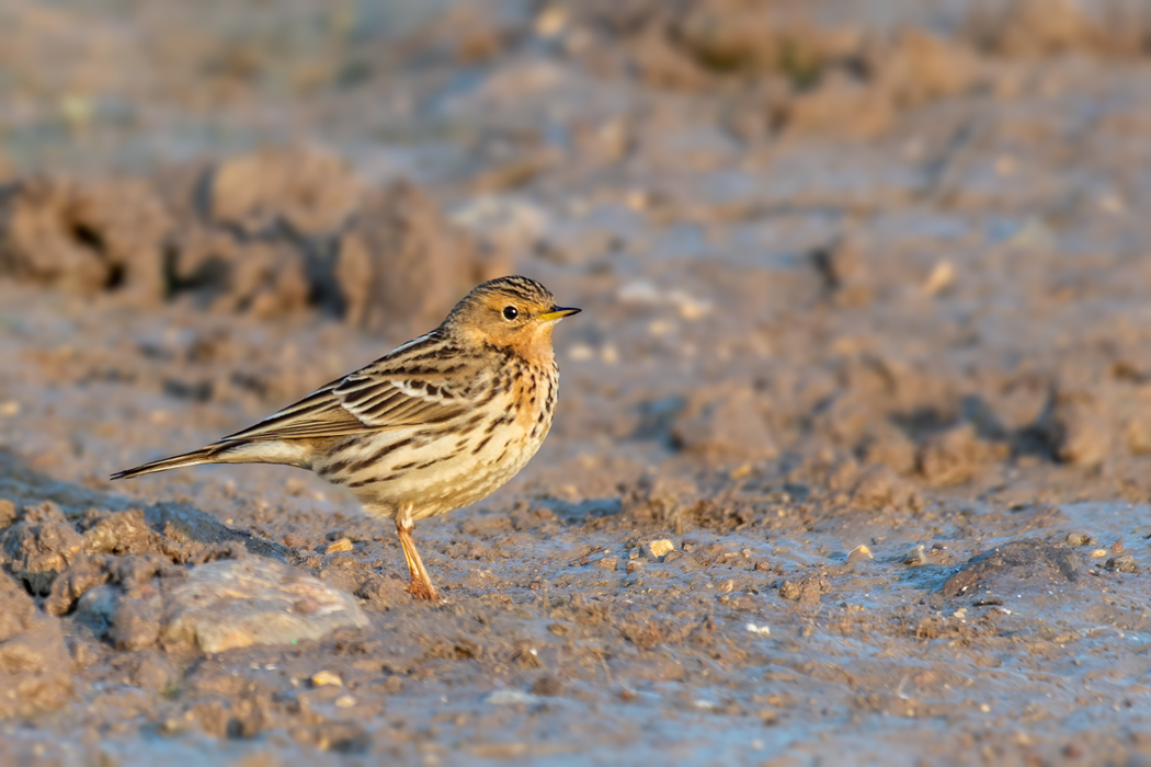 Red-throated Pipit