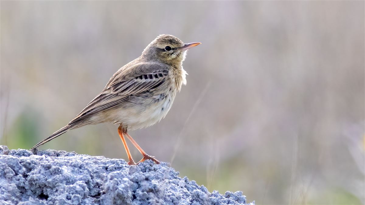 Tawny Pipit