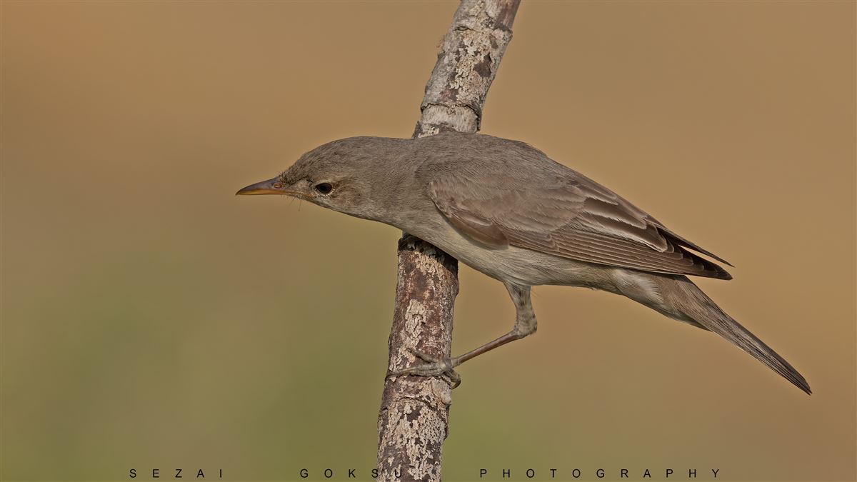 Olive-tree Warbler