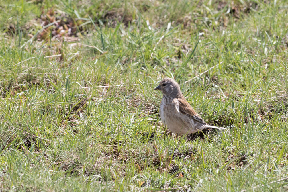 Common Linnet