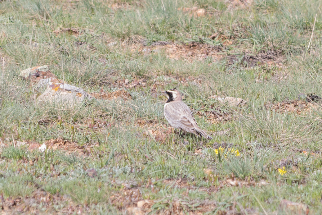 Horned Lark