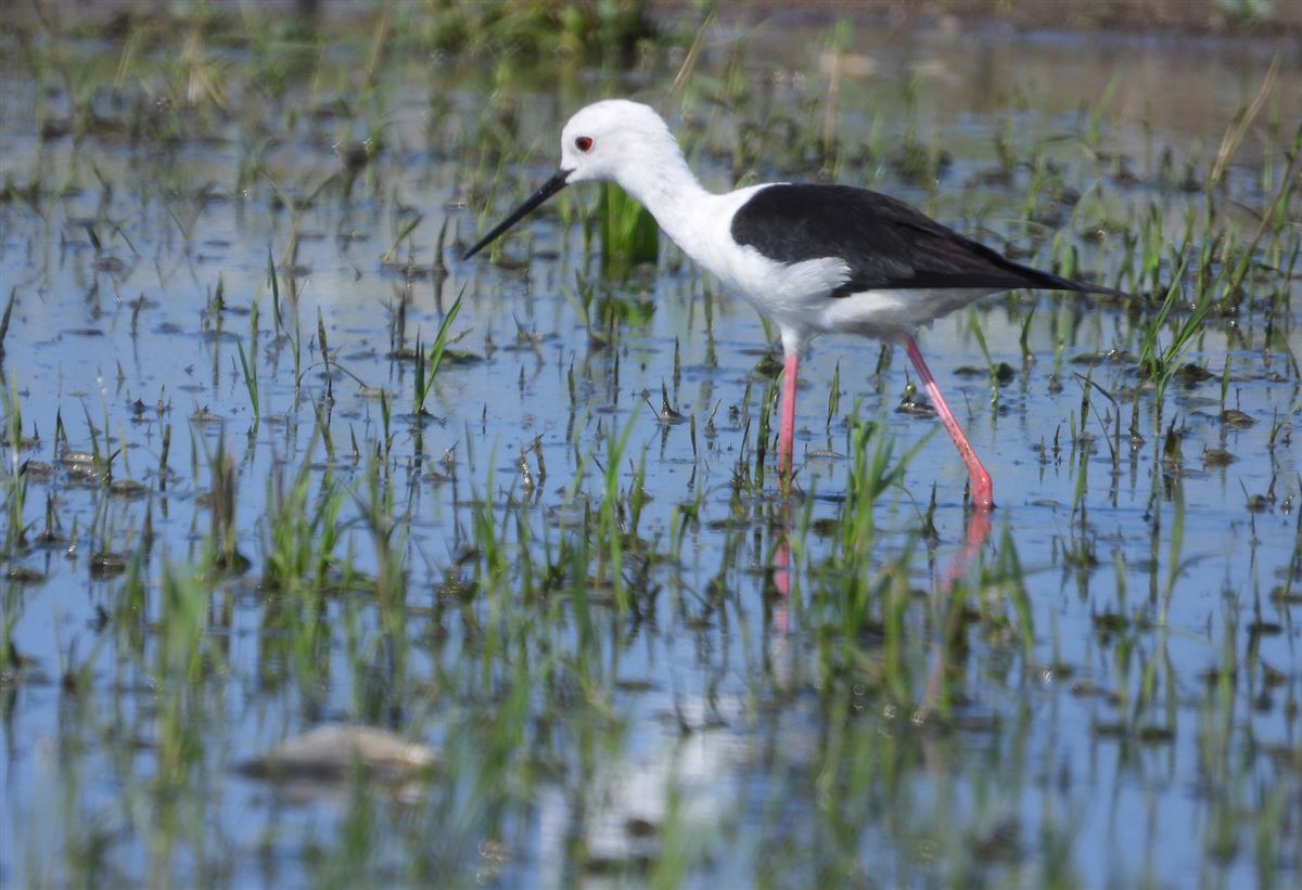 Black-winged Stilt