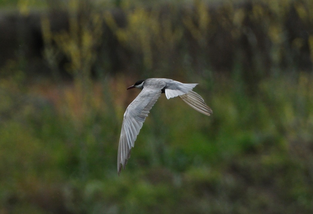 Whiskered Tern