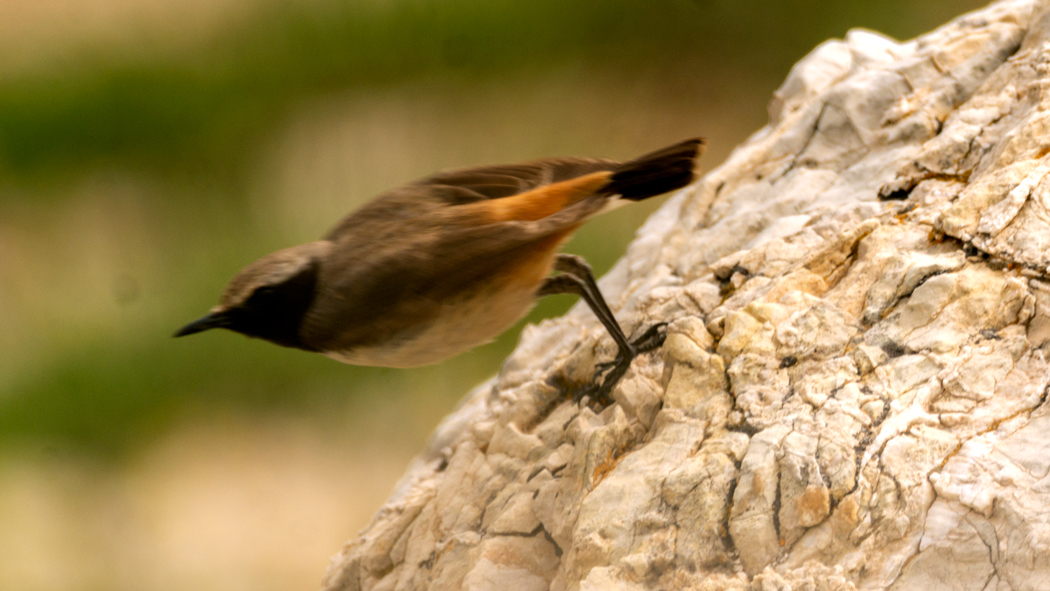 Red-tailed Wheatear