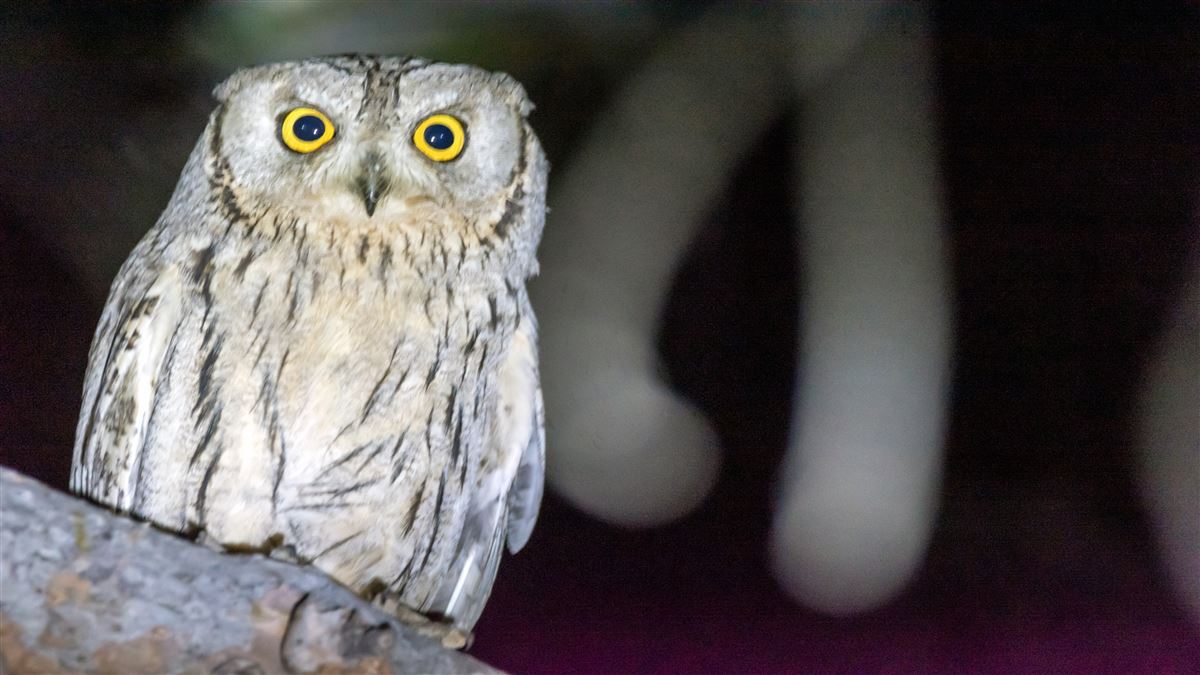 Pallid Scops Owl