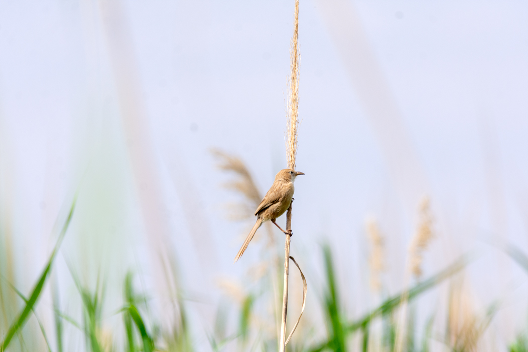 Iraq Babbler