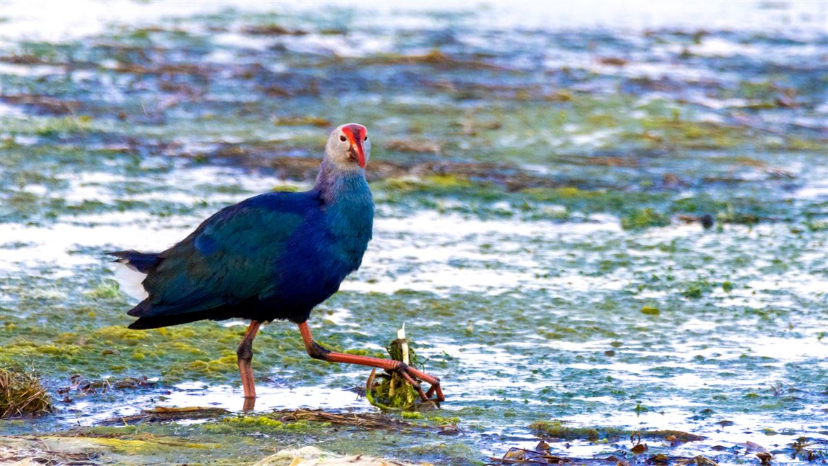 Grey-headed Swamphen