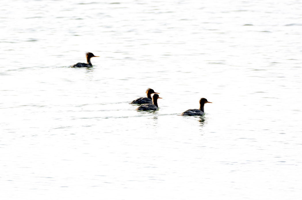 Red-breasted Merganser