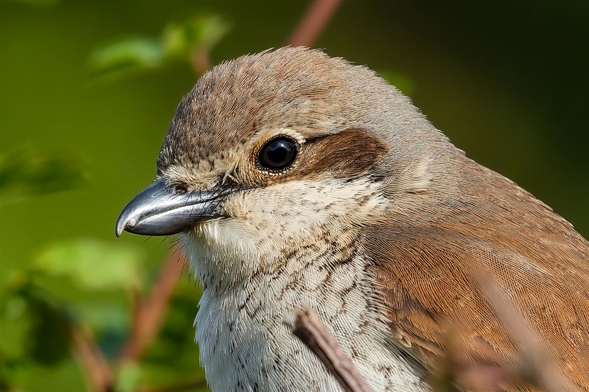 Red-backed Shrike