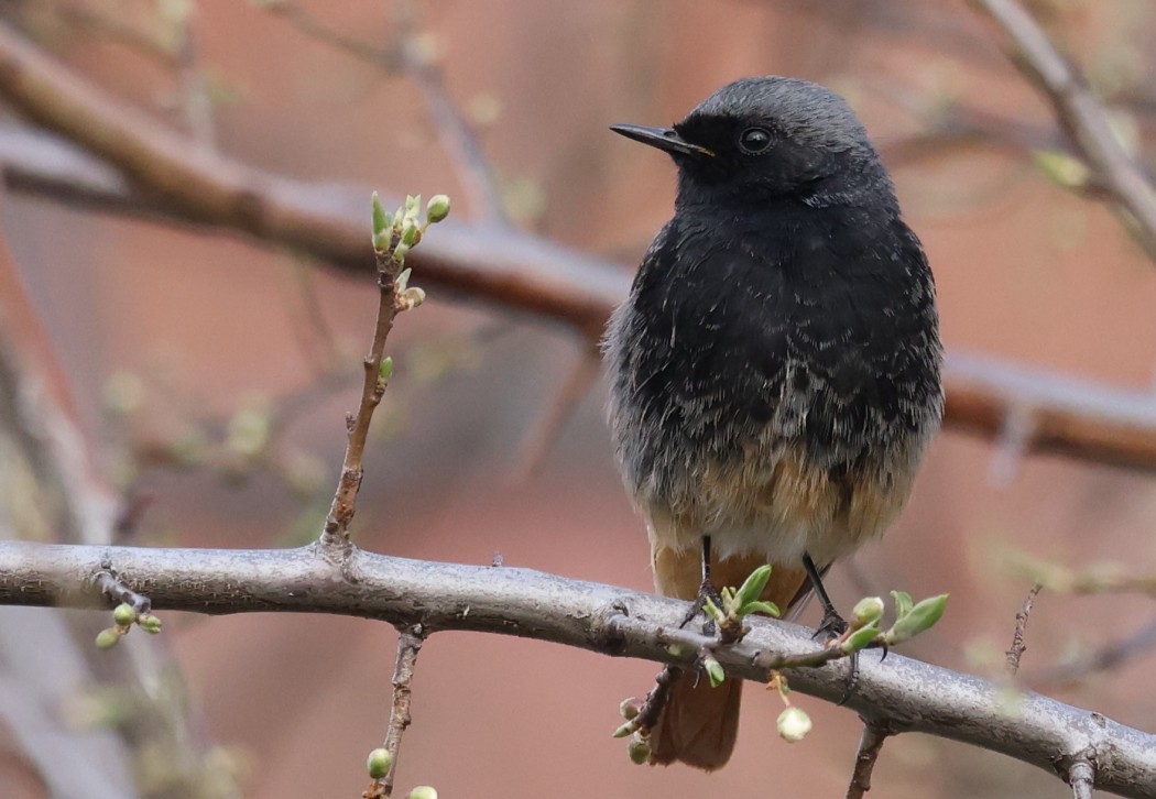 Black Redstart