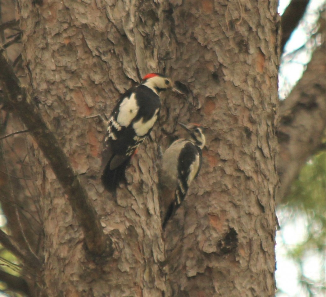 Syrian Woodpecker