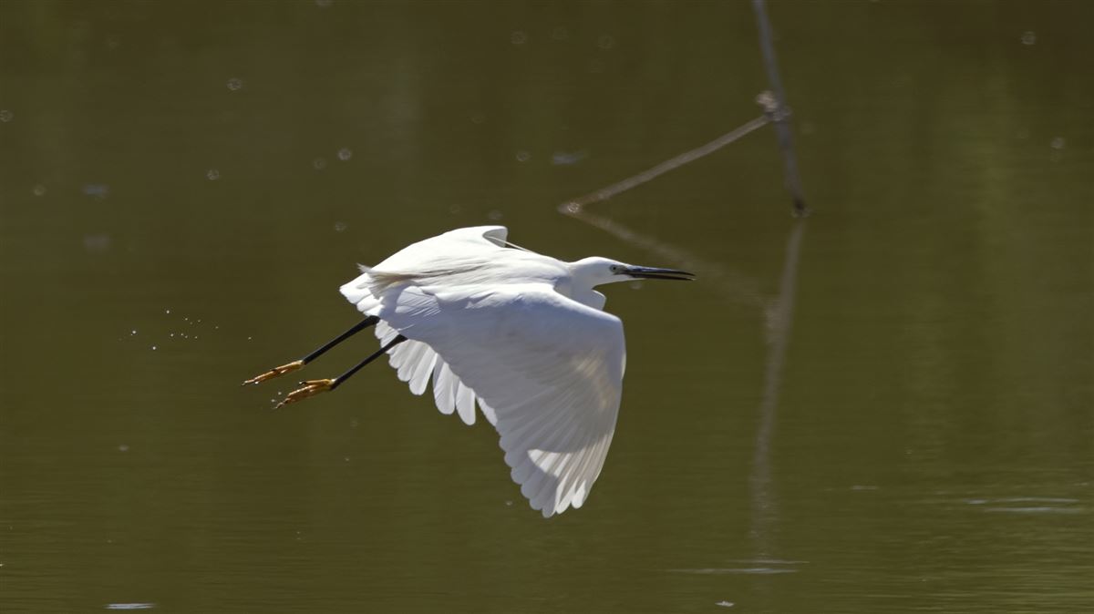 Little Egret