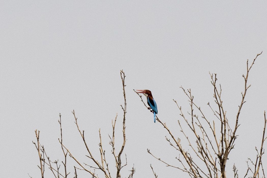 White-throated Kingfisher