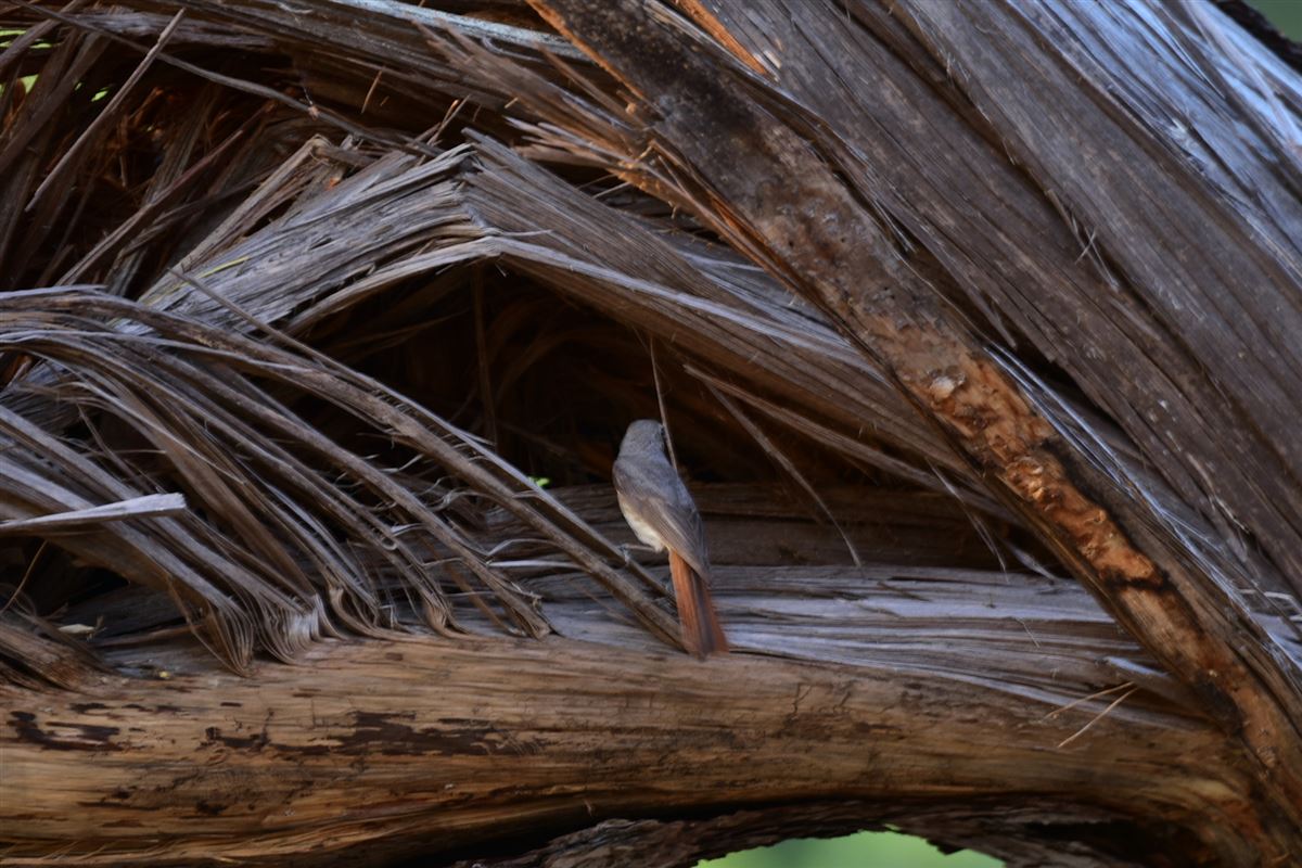 Common Redstart