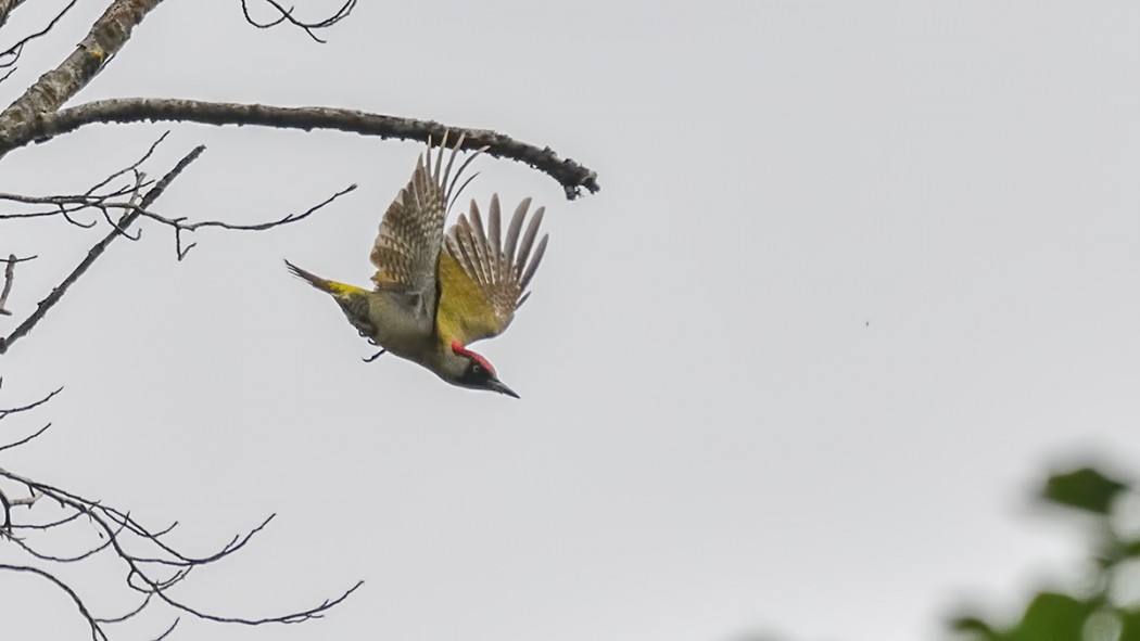 European Green Woodpecker