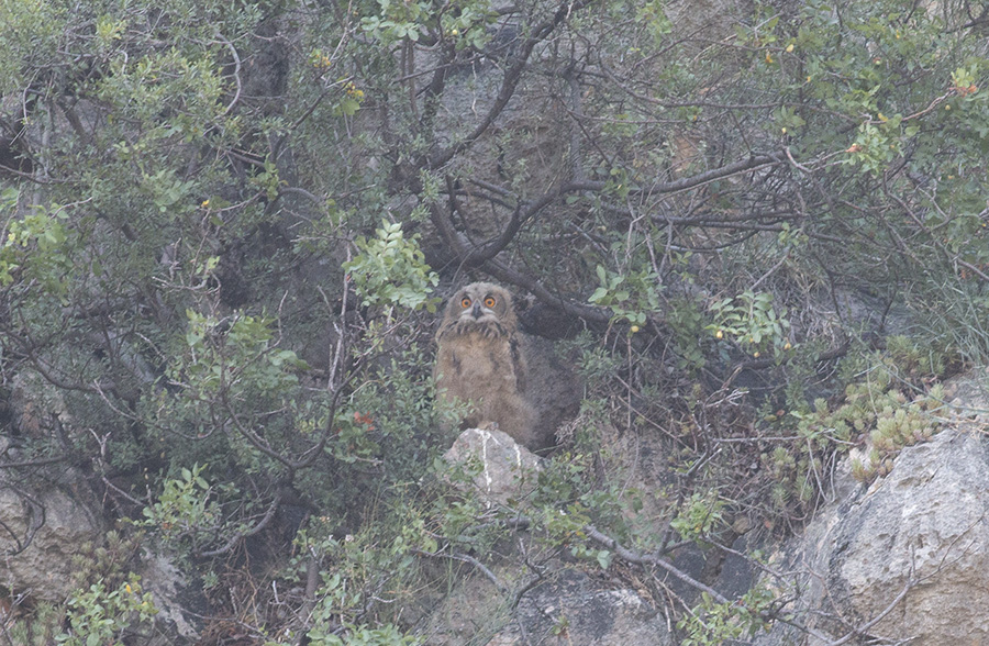 Eurasian Eagle-Owl