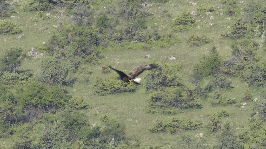 White-tailed Eagle