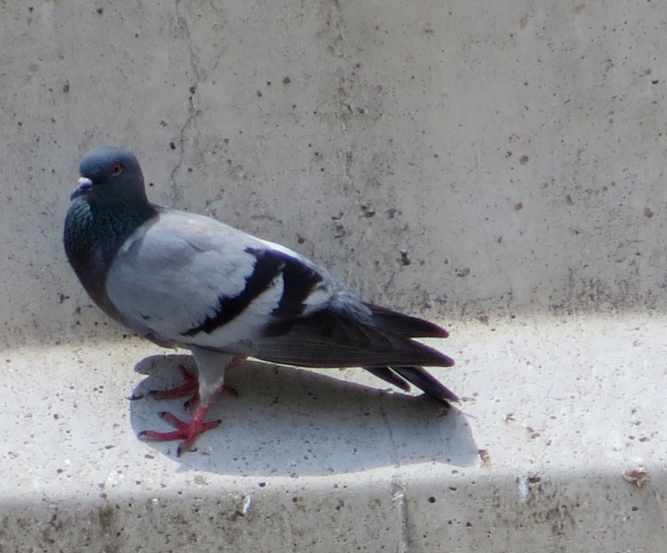 Rock Dove