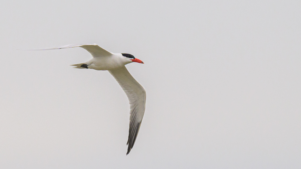 Caspian Tern