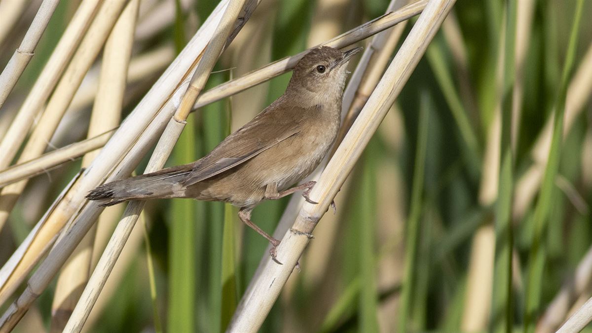 Savi`s Warbler