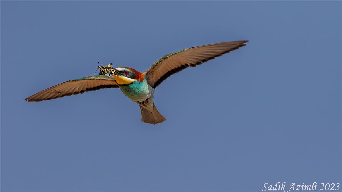 European Bee-eater